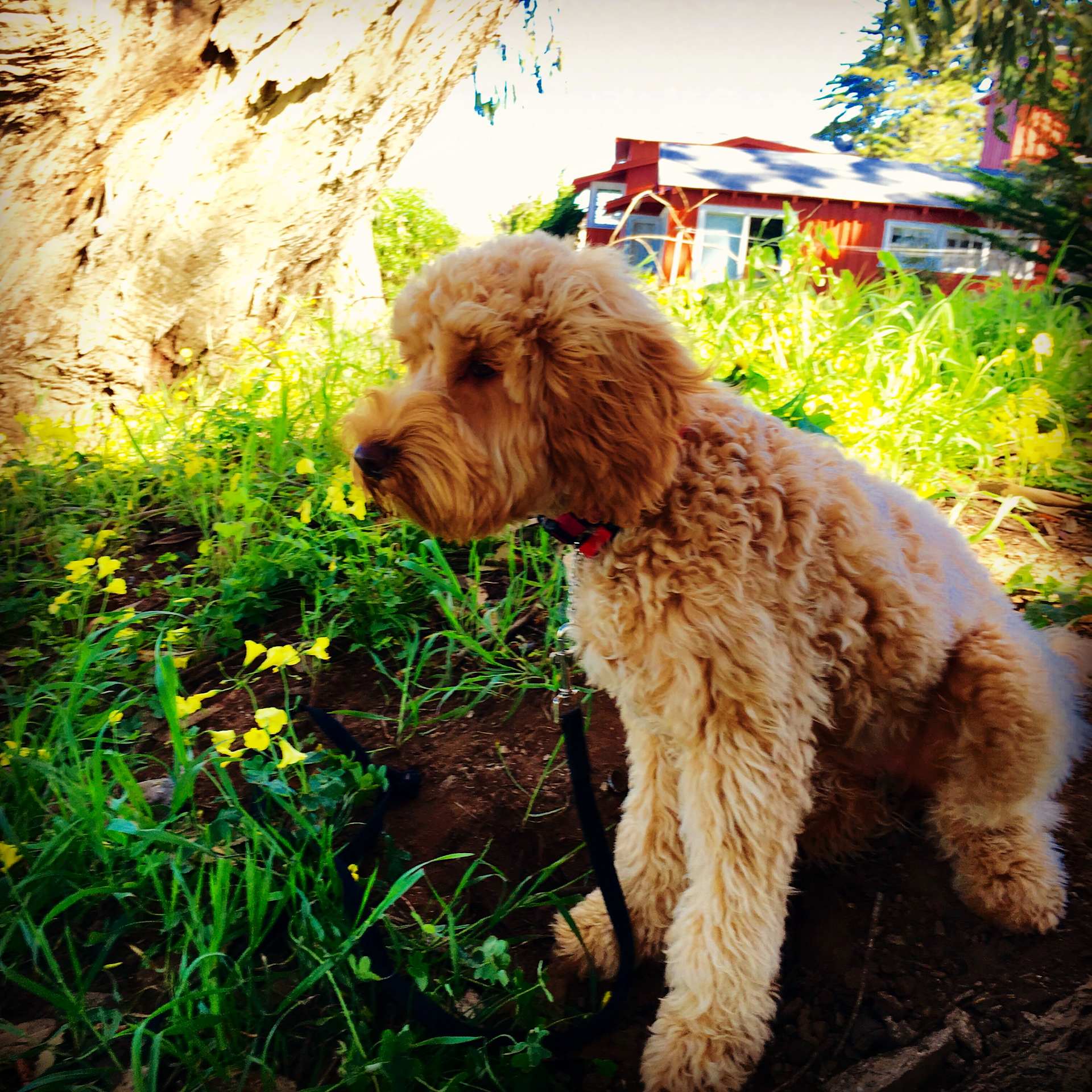 Puppy in the Garden