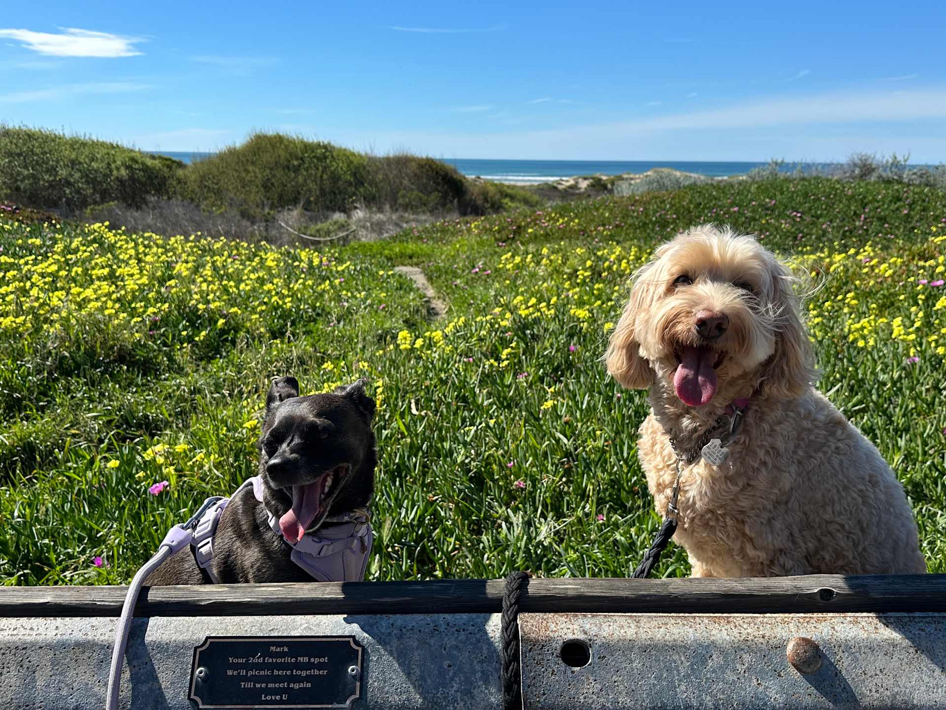 Wildflower Smile