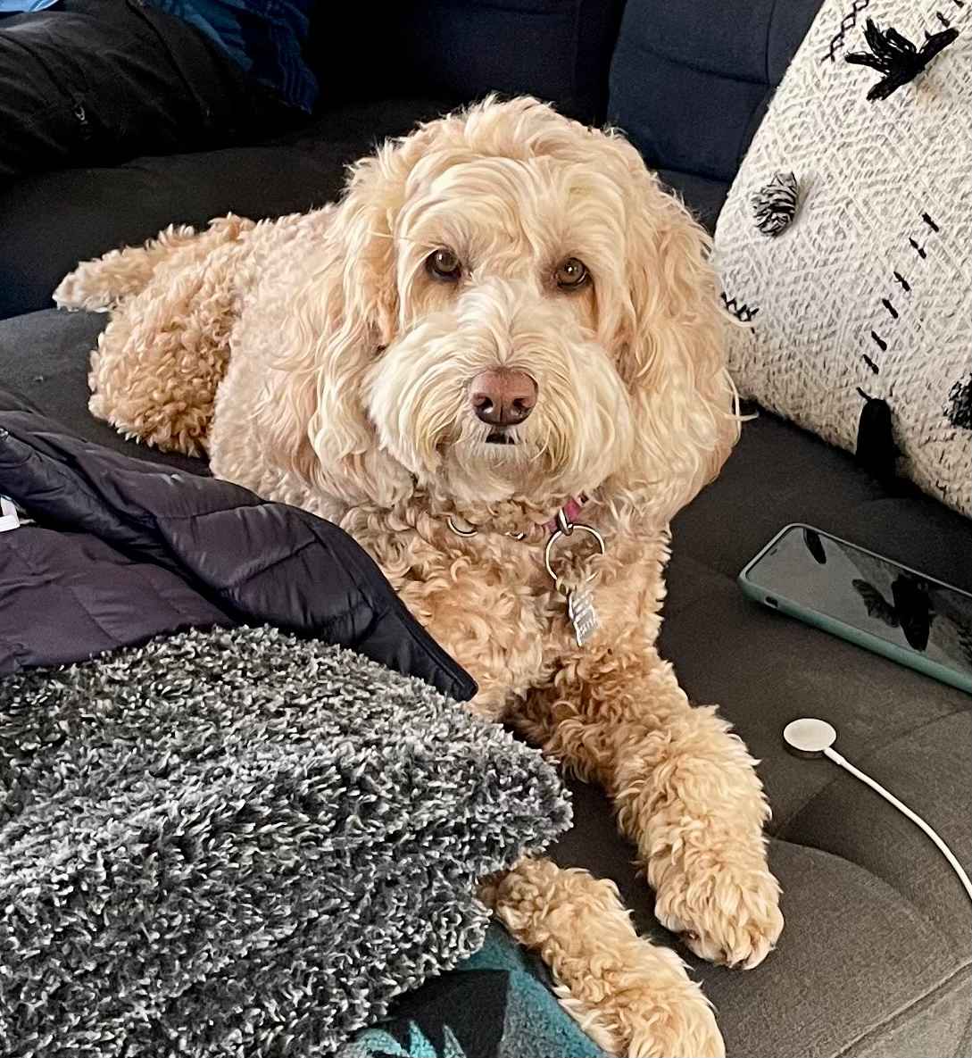 Sofa Queen