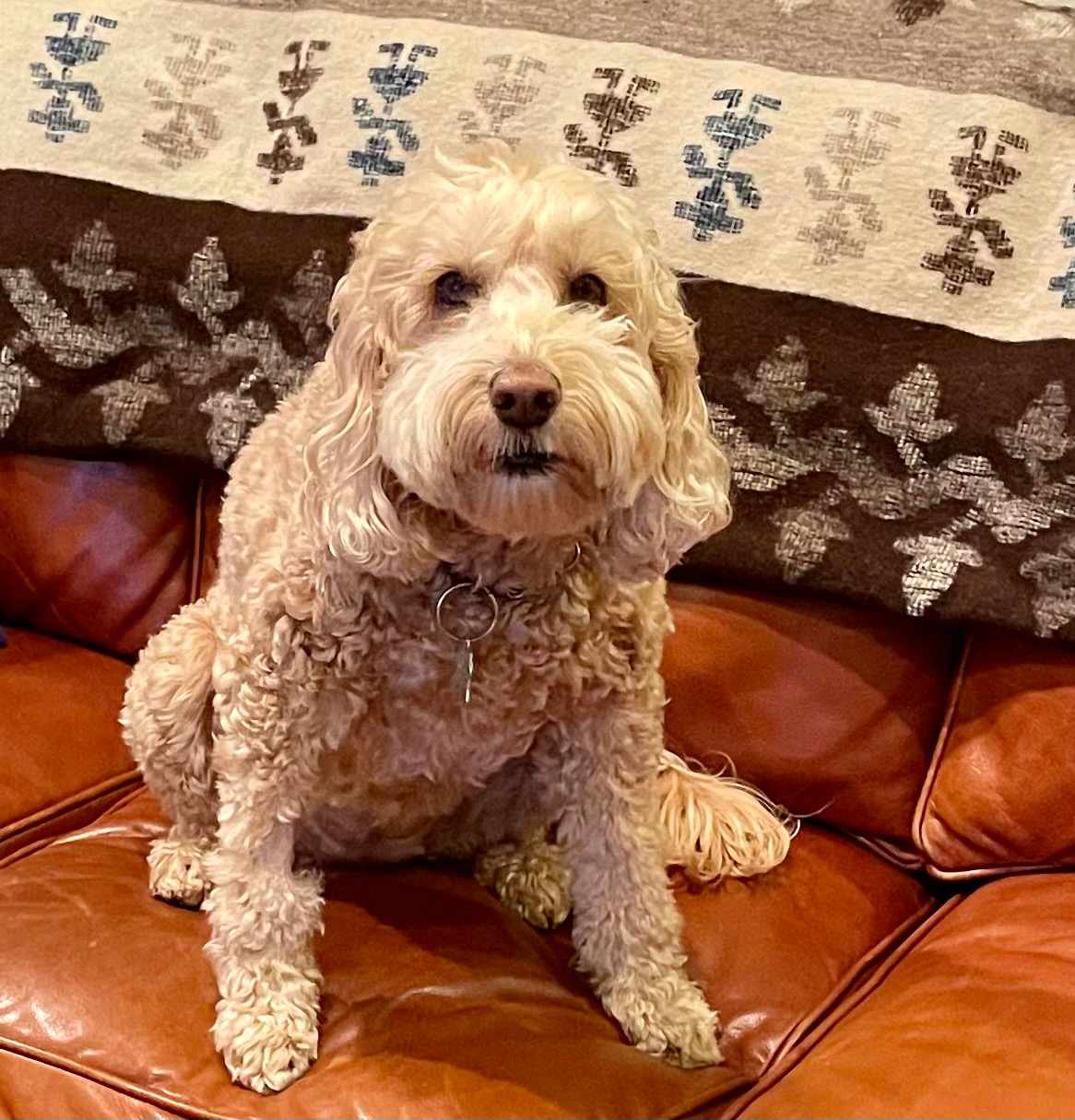 Queen of the Couch
