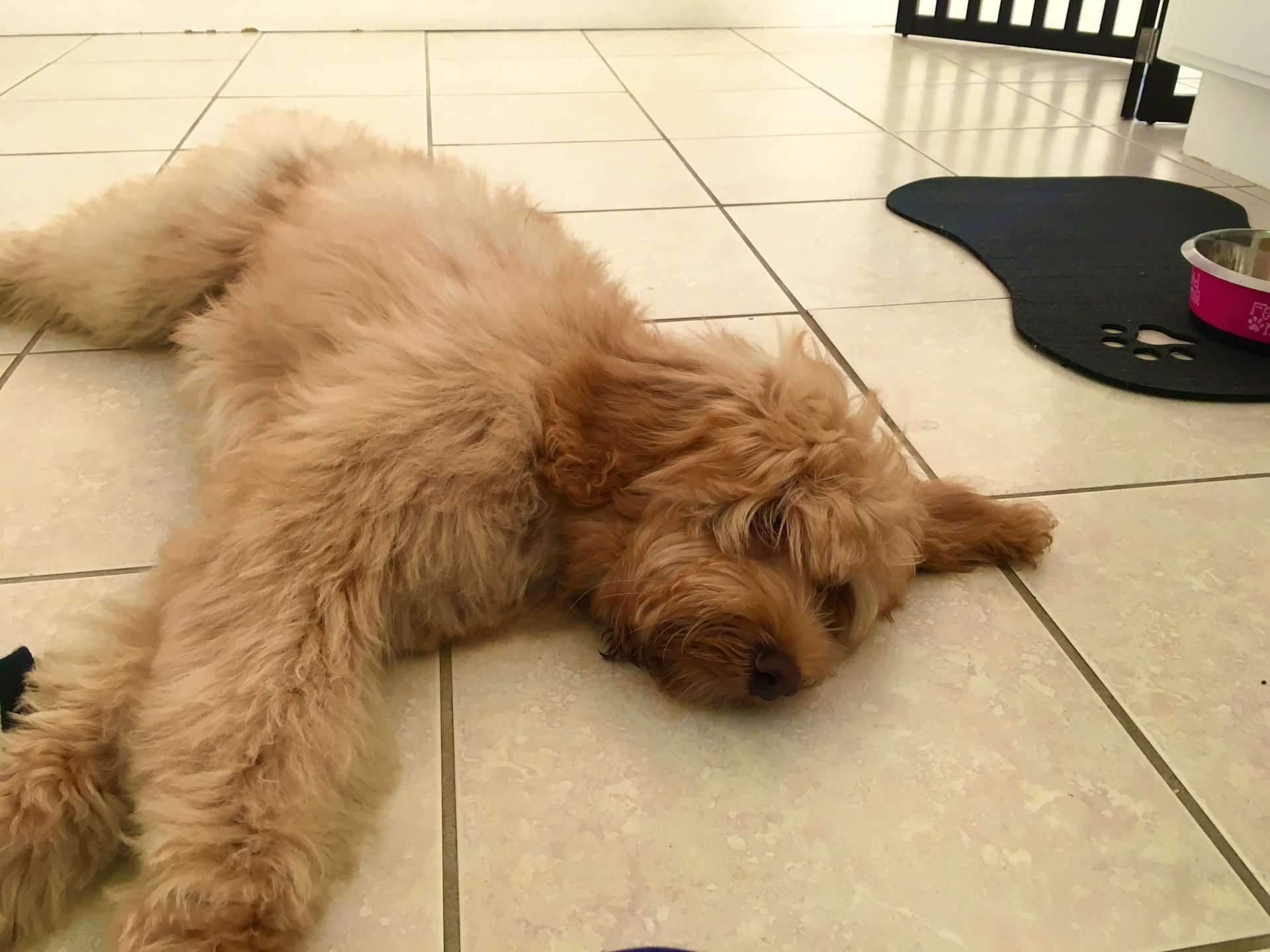 Full Sploot on Tile
