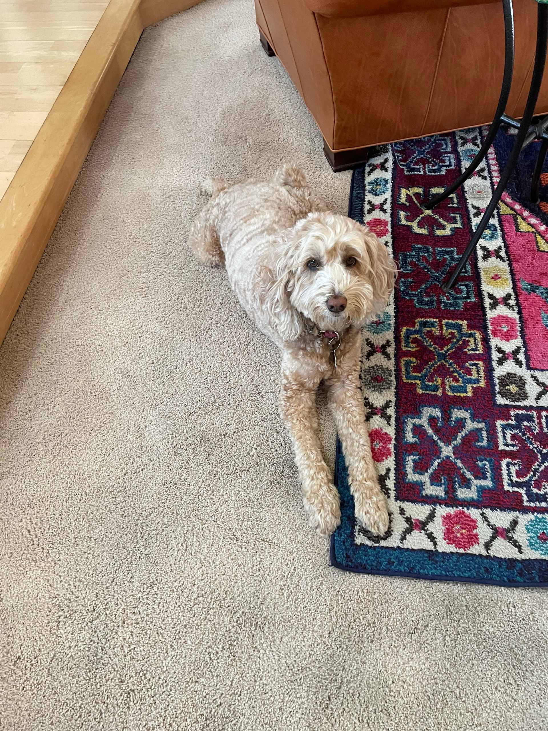 Rug Nap with a Twist