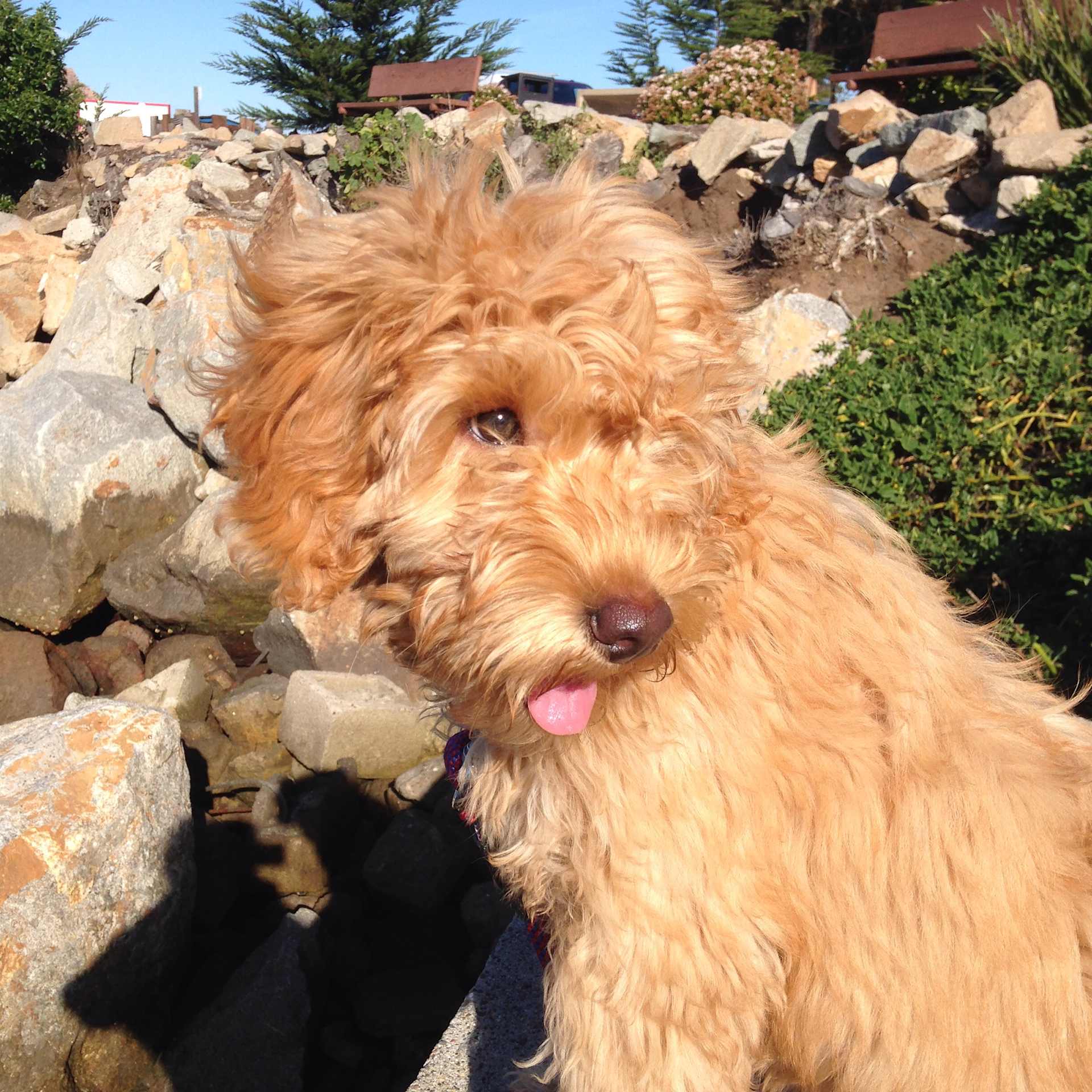 Windswept Puppy Portrait