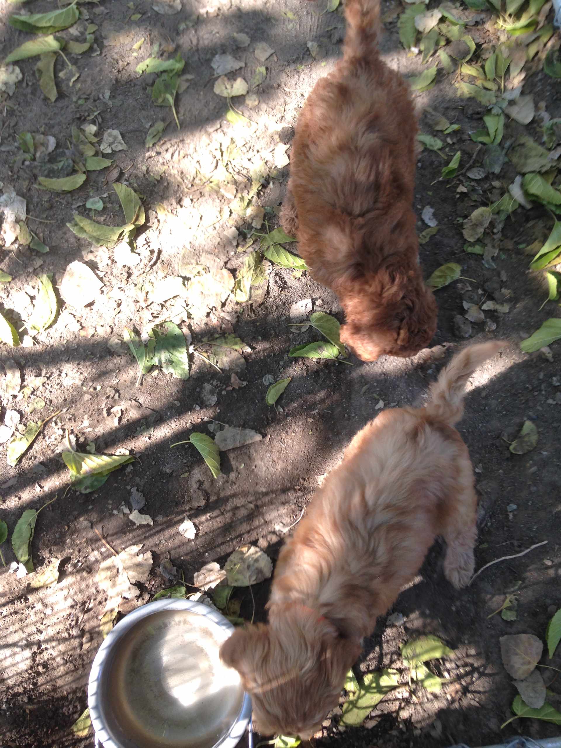 Puppies at the Water Bowl