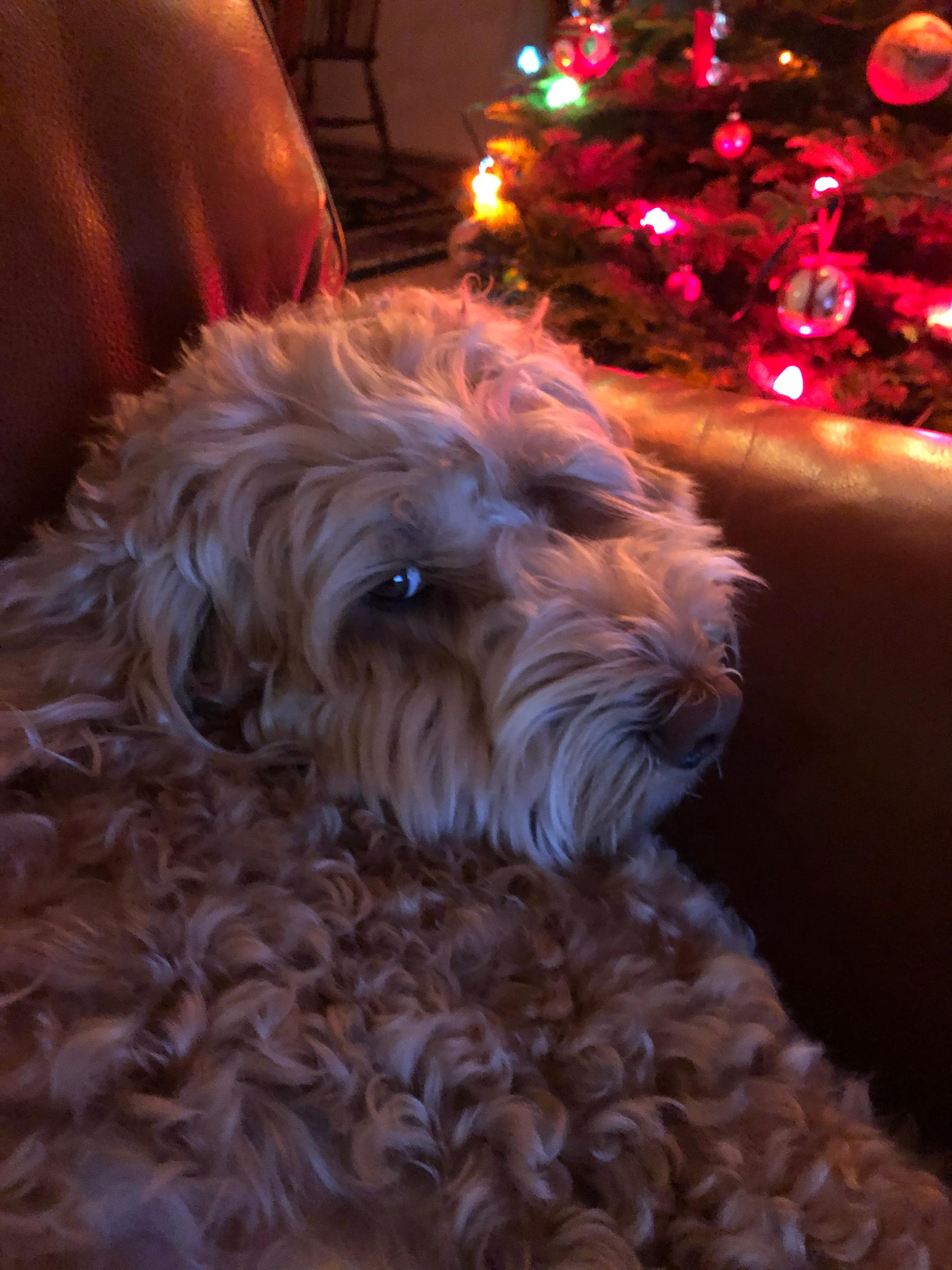 Christmas Glow Dreams