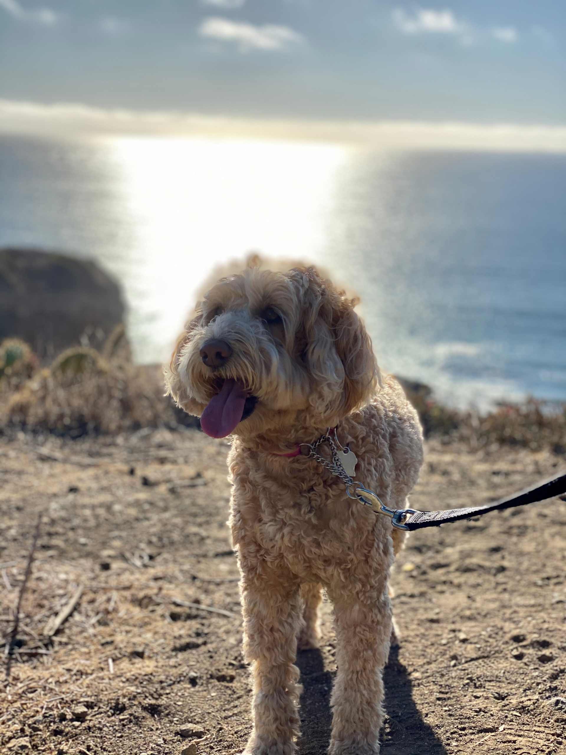 Coastal Explorer