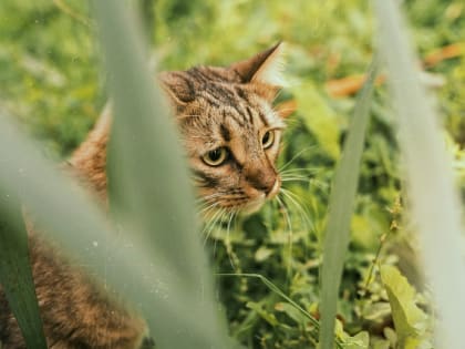 Жара убавит градус: в начале длинных выходных погода в Татарстане изменится