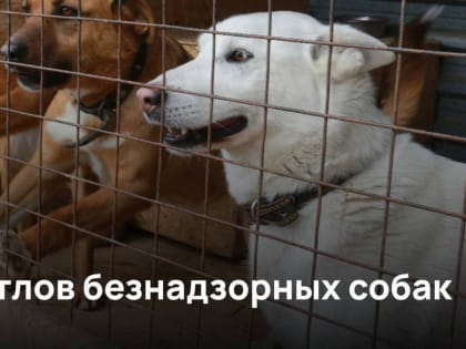 6 января в районе будут проводиться мероприятия по отлову безнадзорных животных
