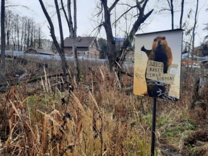 Бобры в Лениногорске: новое имя для лесного разрушителя