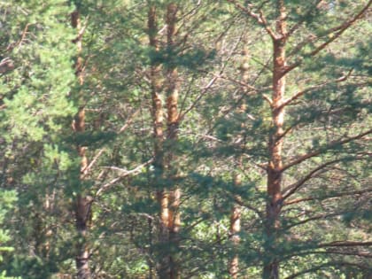 Профилактика лесных пожаров в Нурлате
