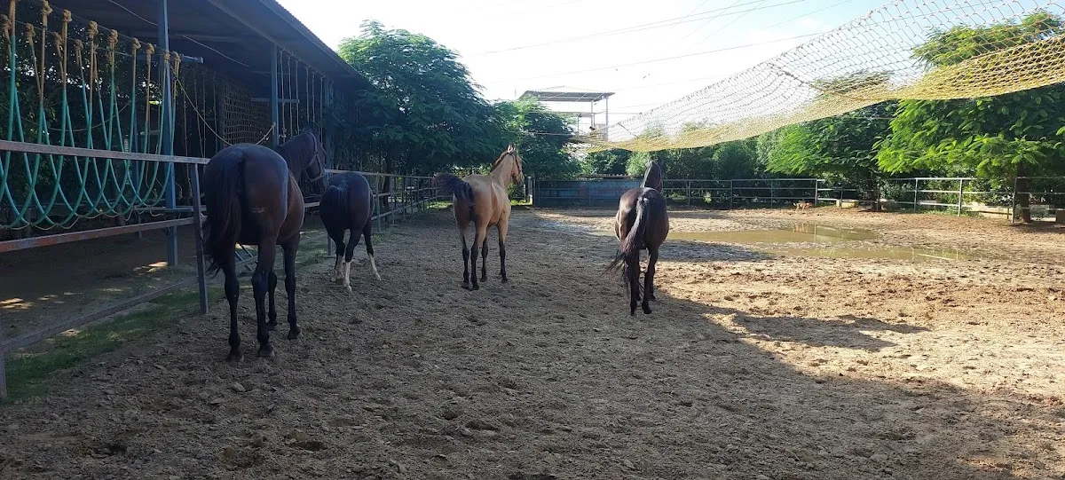 JSR stud farm photo 3