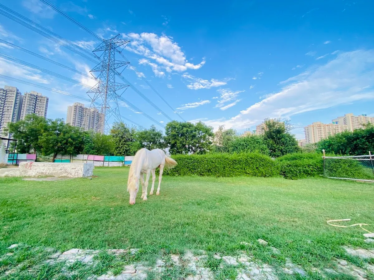 Friends Equine Ranch photo 2
