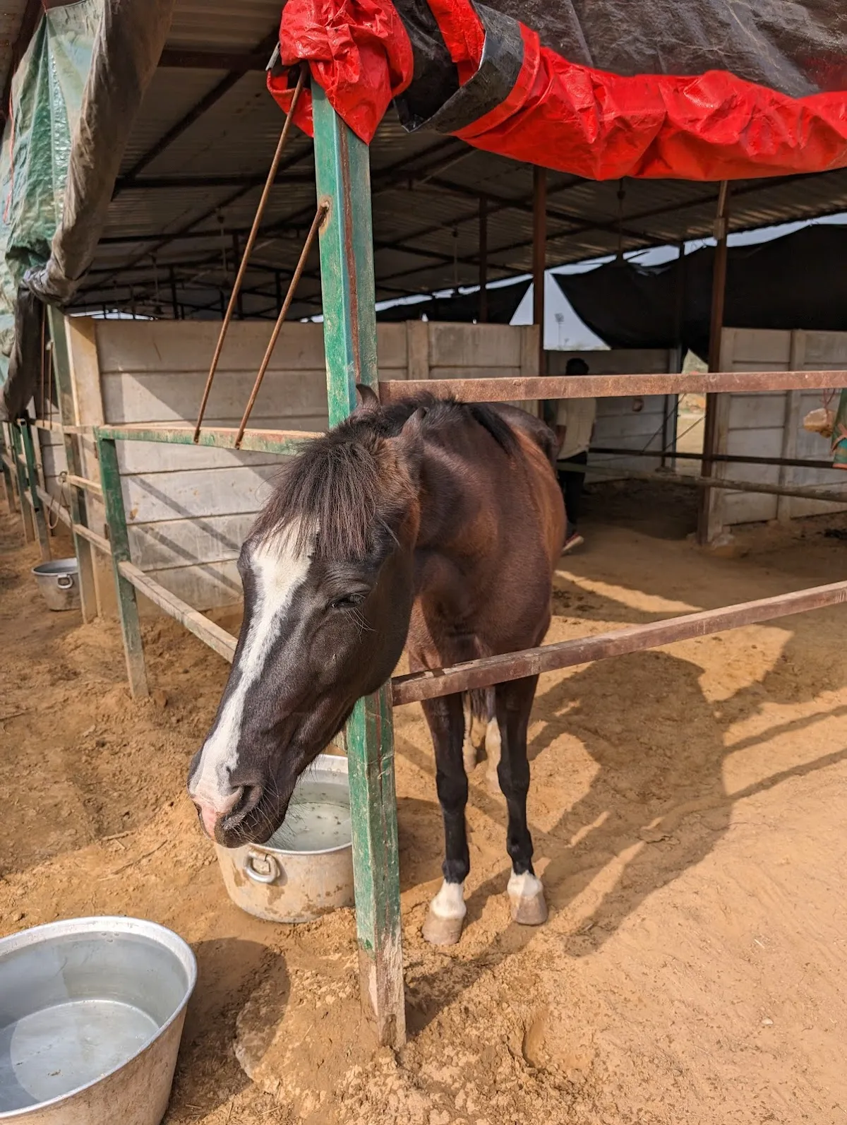Gurgaon Horse Club photo 4