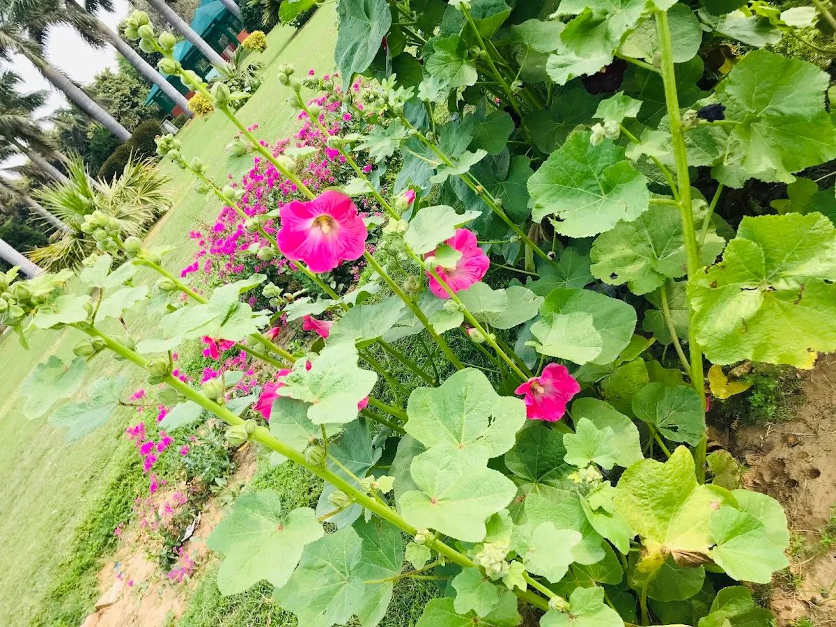 Fitso Flash - Tau Devi Lal Park, Gurugram photo 2