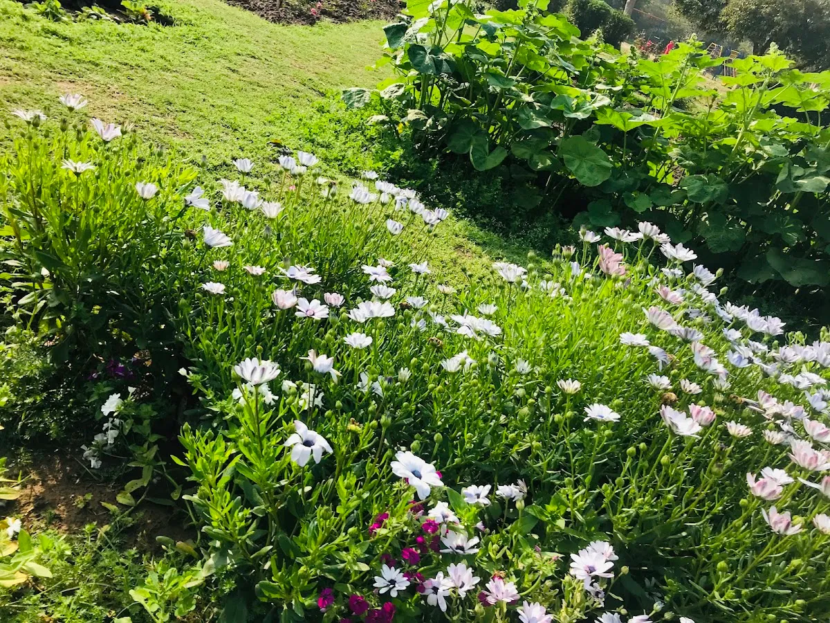 Fitso Flash - Tau Devi Lal Park, Gurugram photo 4