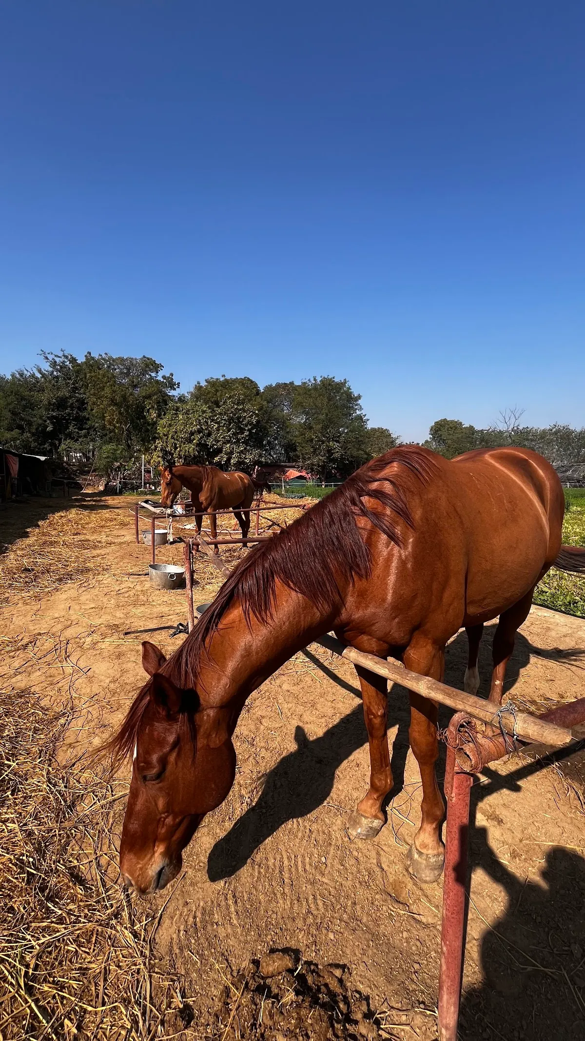 Adagio Riding Stables photo 4