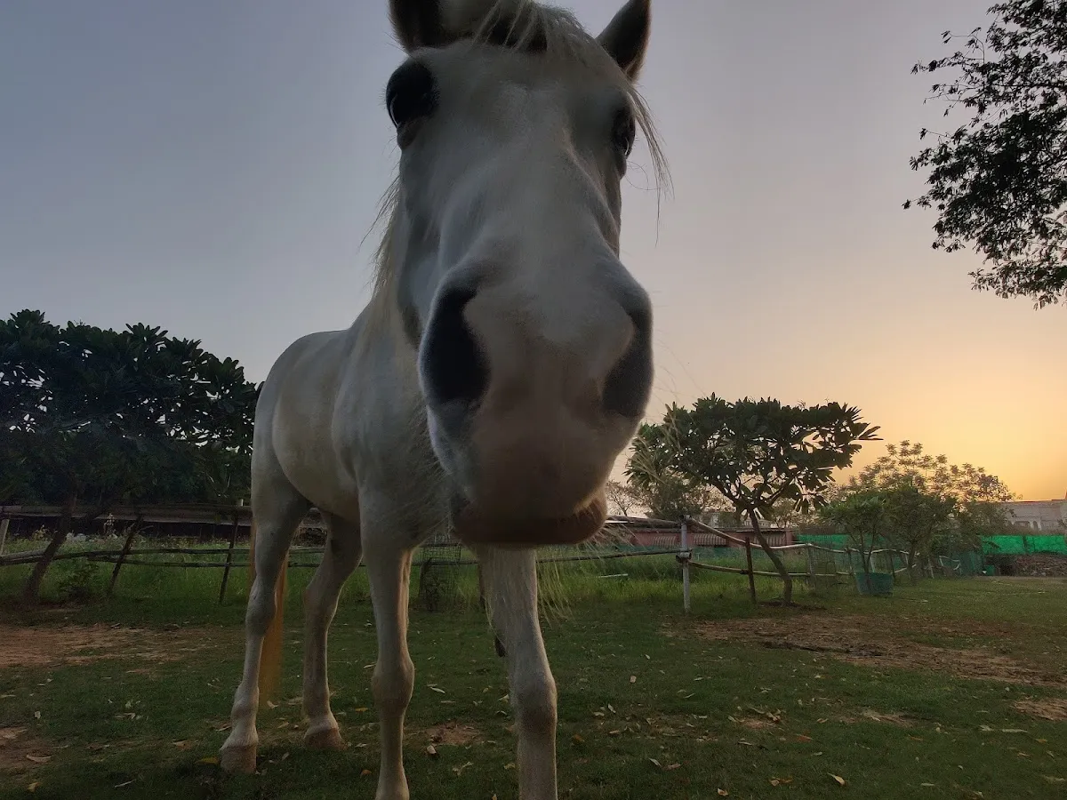 Adagio Riding Stables photo 5