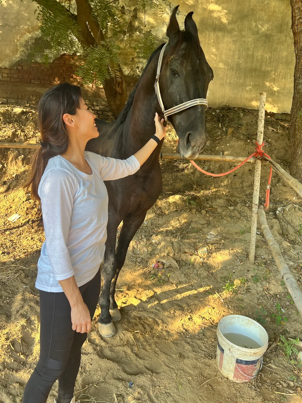 DEV HORSE RIDING STABLES photo 3