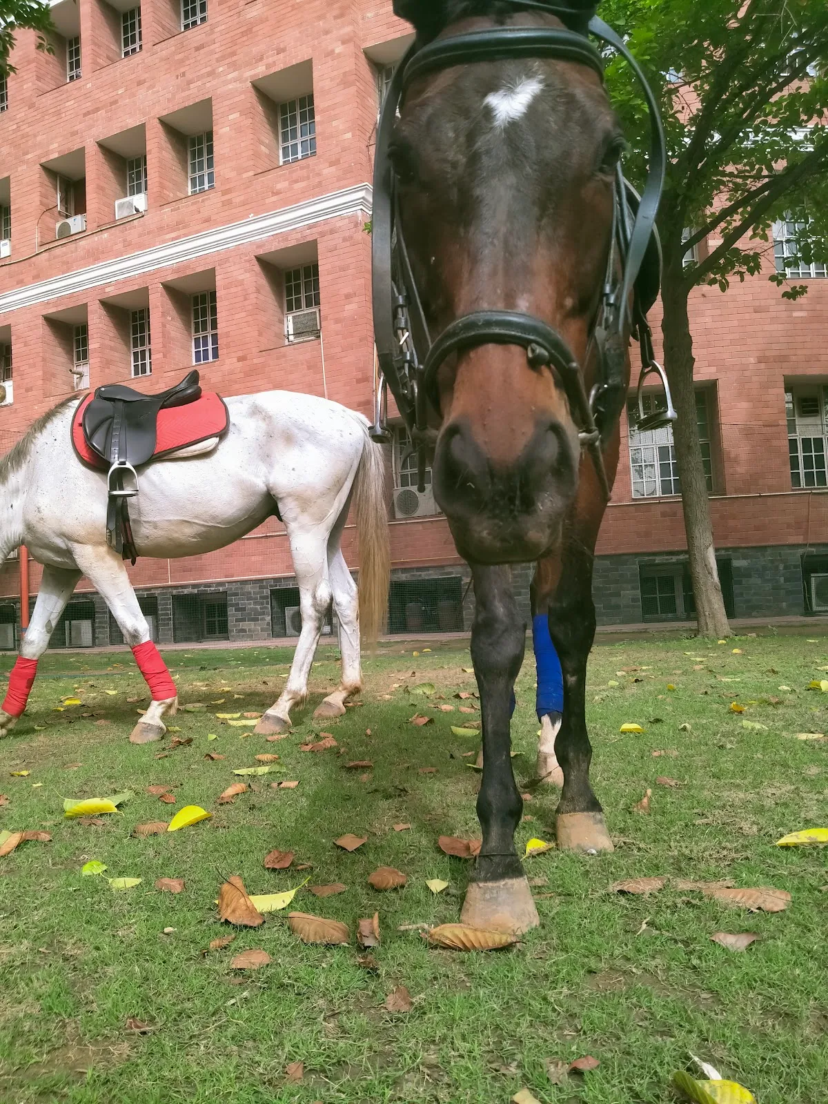 DEV HORSE RIDING STABLES photo 4