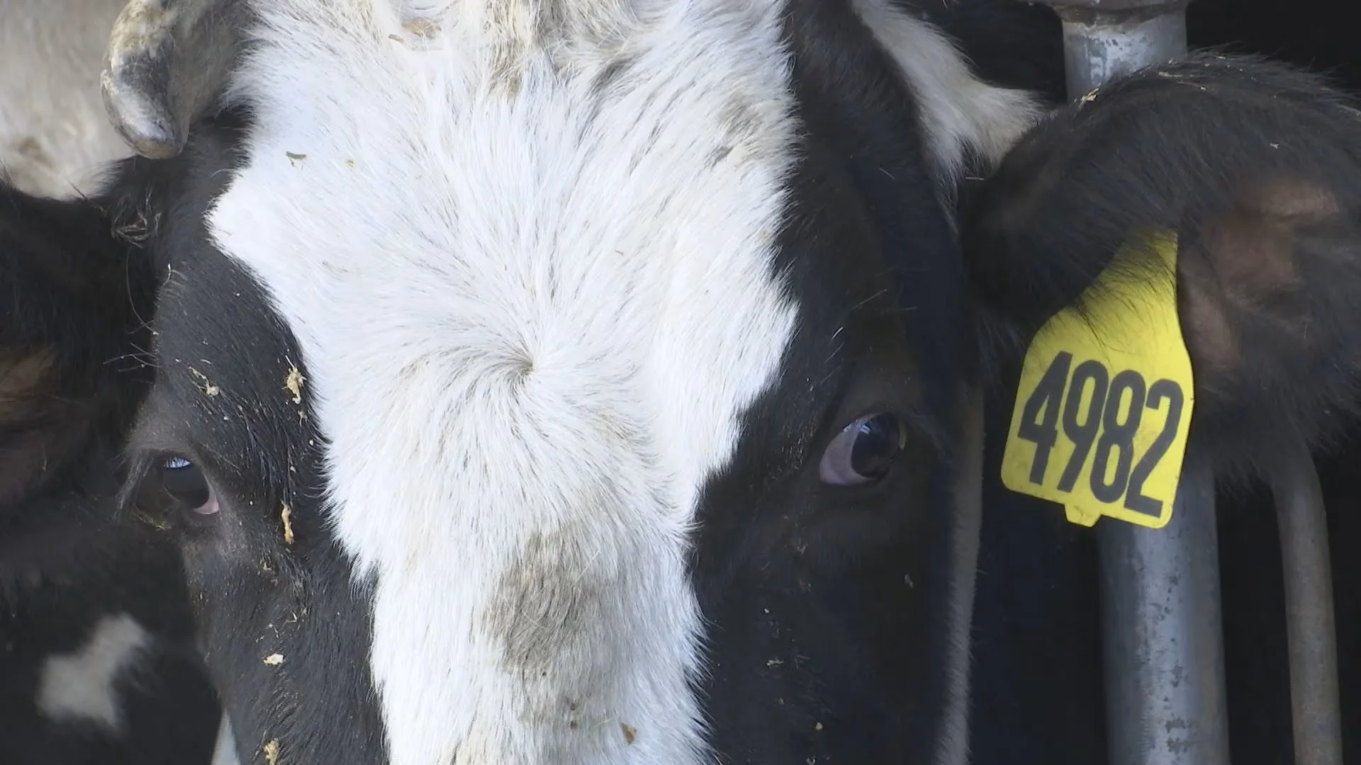 Avianbovine influenza outbreak is a continuing challenge to the dairy