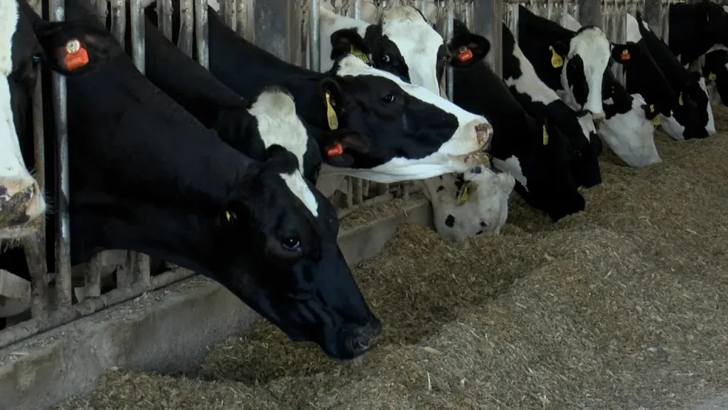 Siouxland dairy farmers work to keep cattle safe from bird flu