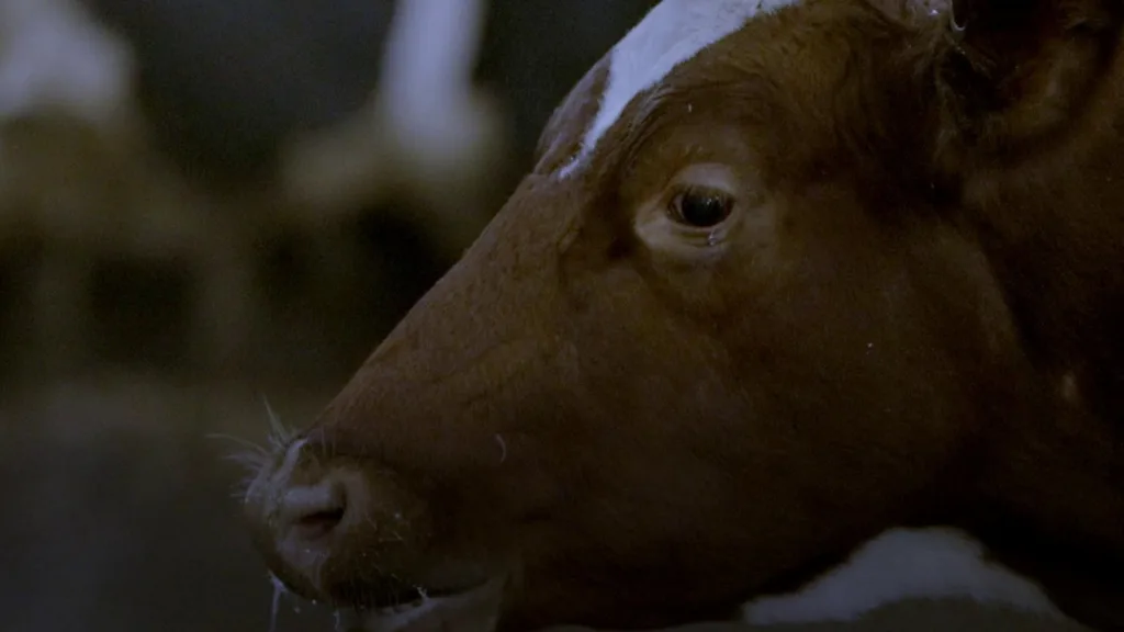 How these Canadian cows are burping less methane