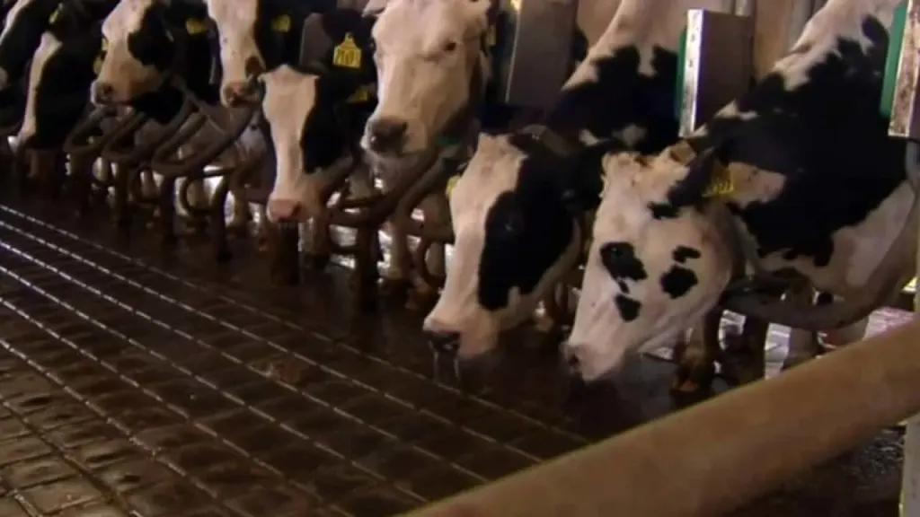 UNCERTAINTY Minnesota dairy farmers face challenges under 'Bidenomics