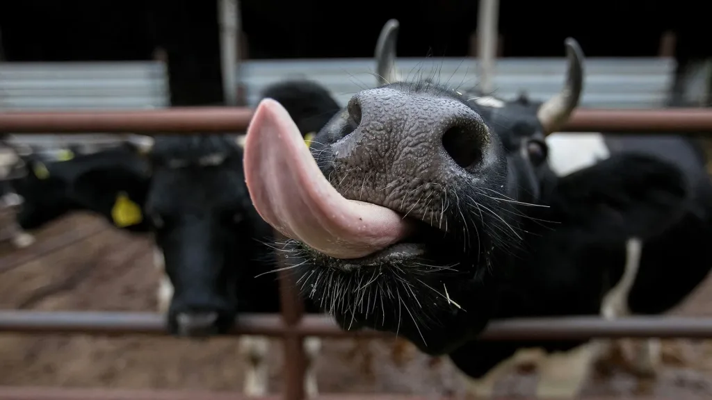 How New Zealand is reducing methane emissions from farming