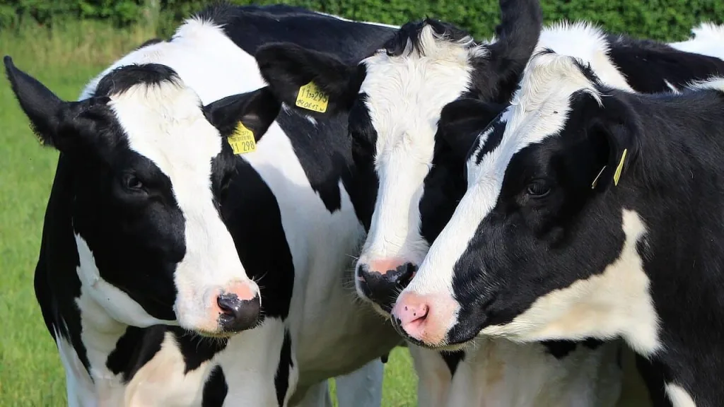 CSO 1,646,600 dairy cows in Ireland in June