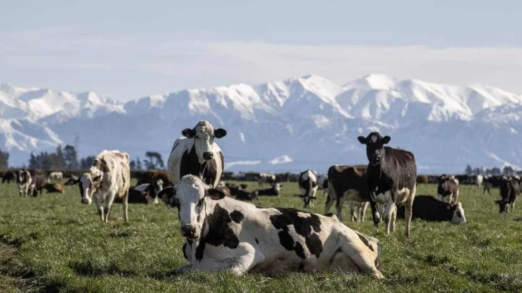 DairyNZ lowers breakeven milk price point for farmers