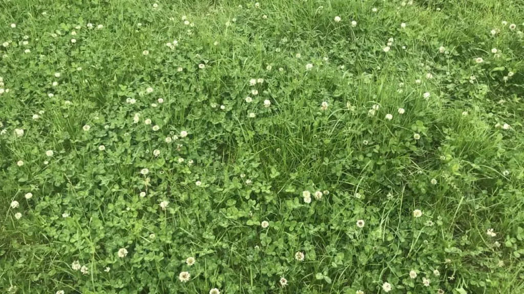 Managing grass on dairy farms this autumn