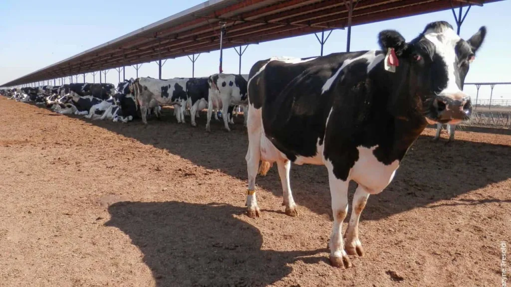 Are Manure Subsidies Causing Farmers to Milk More Cows