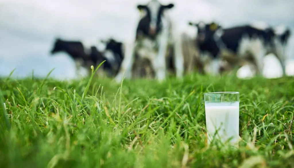 Anchor speciality milks get carbon-zero certification