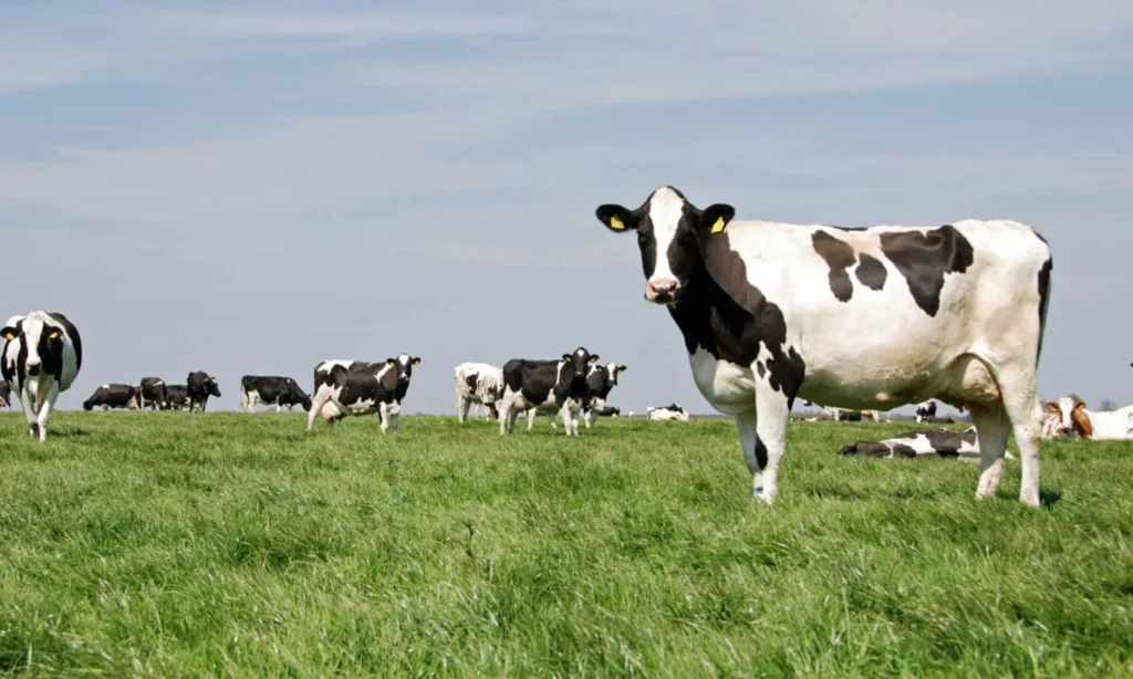 From Dairy to Discipleship After shuttering his family’s dairy, Georgia patriarch embraces a new journey