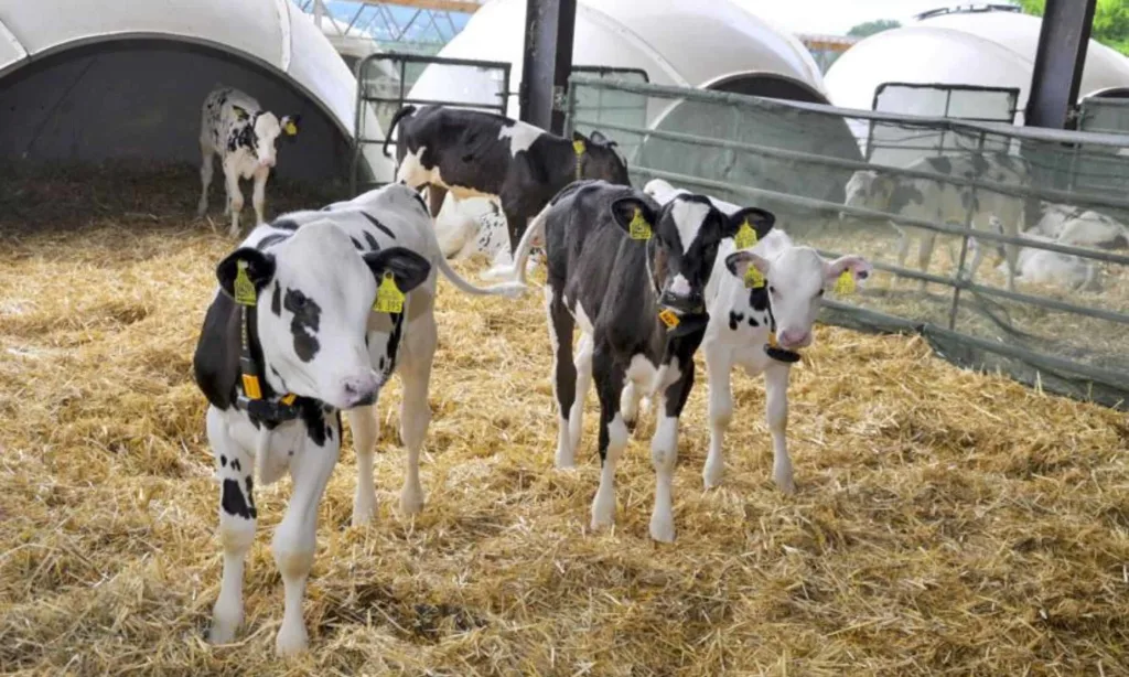 New code affects dairy future