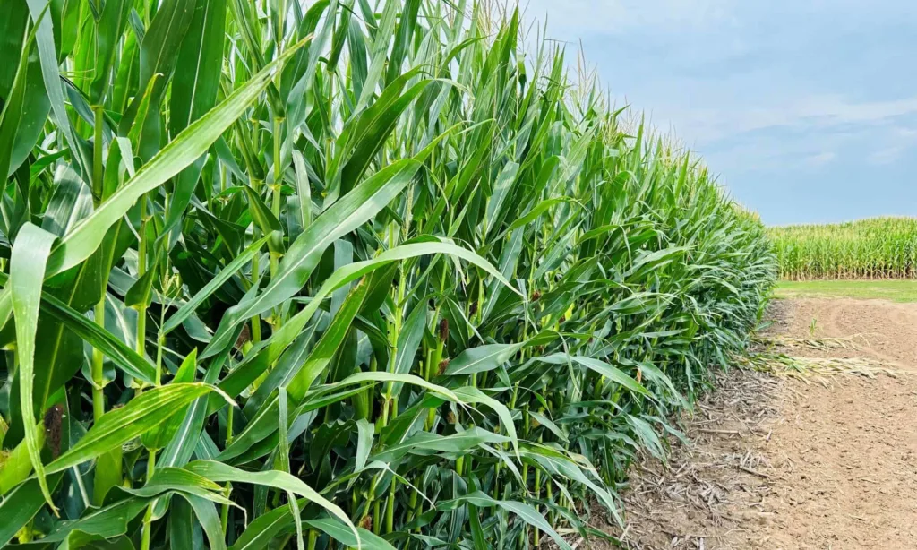 Farmer thankful for irrigation this year