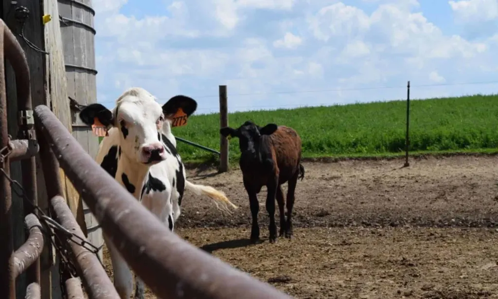 Edge Dairy Farmer Cooperative begins $50 million climate-smart project ...