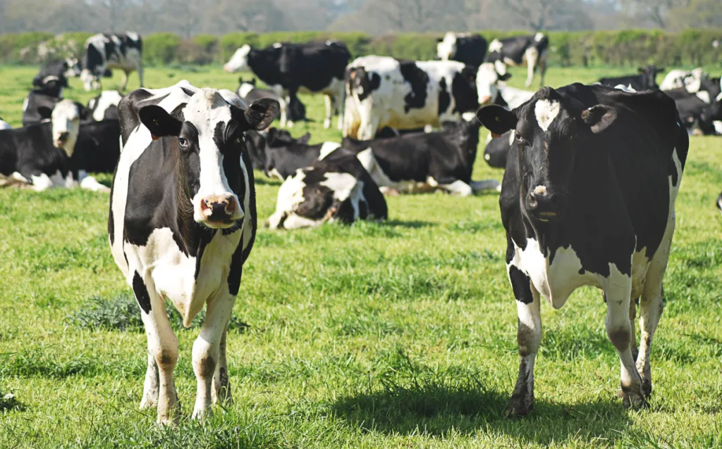 Mars launches multi-million dollar sustainable dairy plan ‘Moo’ving Dairy Forward