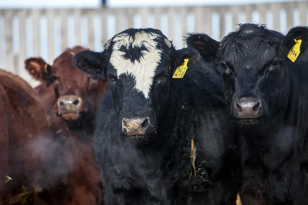 American, Australian cattle producers commit to partnership