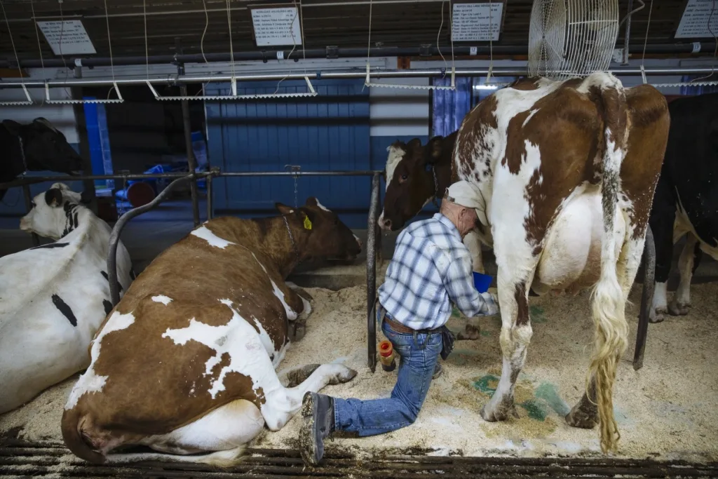 Bird flu cases are likely being missed in dairy workers, experts say