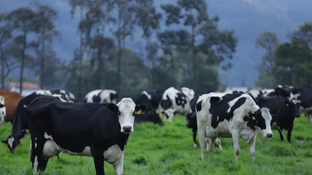 Por qué el precio de la leche sigue subiendo si hay 13 meses de bajas al productor