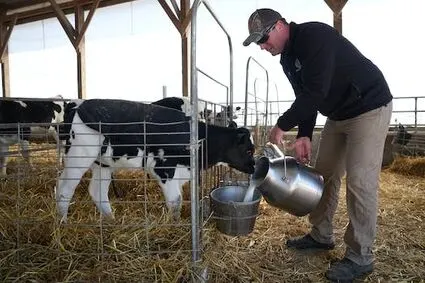Minnesota organic dairy farmers face peril after rising grain costs push consumer prices higher