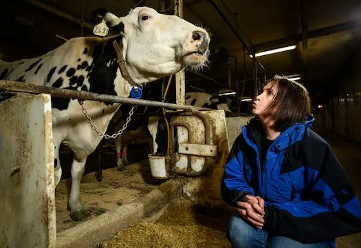AARON LAVINSKY, STAR TRIBUNE Marcia Endres photographed alongside a research cow back on April 10, 2018, at the University of Minnesota’s St. Paul campus