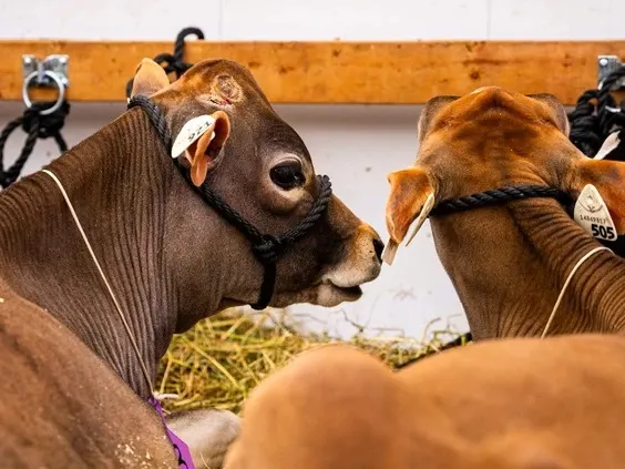 Future is now as robots take centre stage at Canadian Dairy XPO