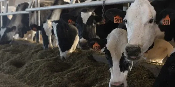 Canadian government launches promised $333 million program to help dairy processors deal with SNF surplus