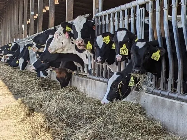 HPAI DAIRY CATTLE RESEARCH UNDERWAY