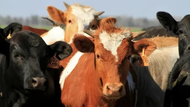 How fast is bird flu spreading in US cows