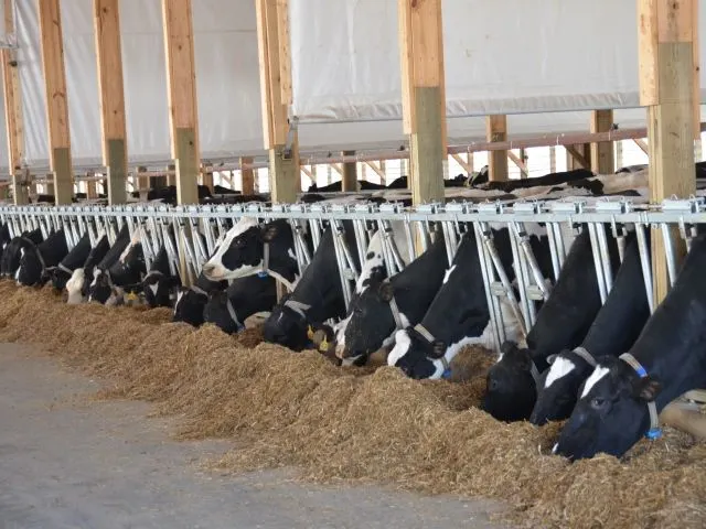 What 2023 will look like for dairy farmers