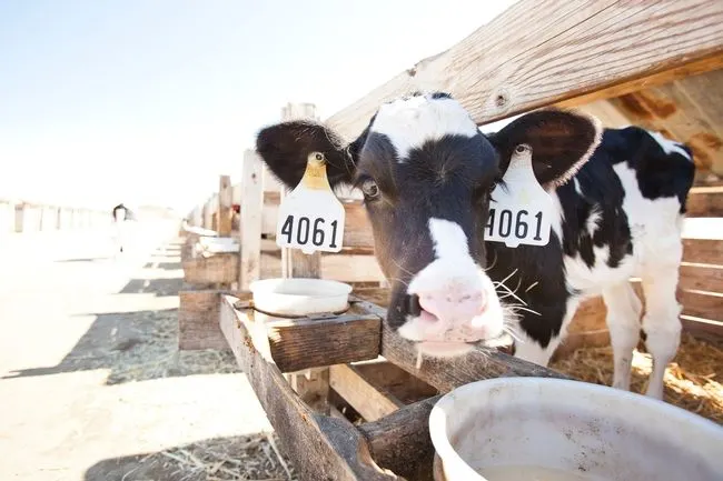 Report California on path to significant dairy methane reduction