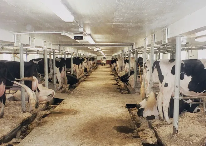 Wisconsin has lost 98,900 dairy herds since 1960. Where have they gone
